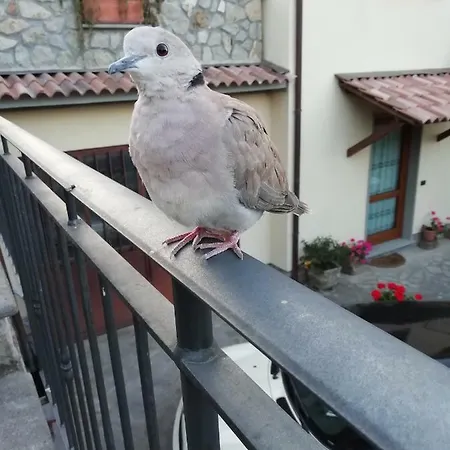 Casa Pacini 산타 피오라