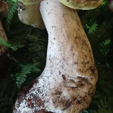 Casa Pacini 산타 피오라